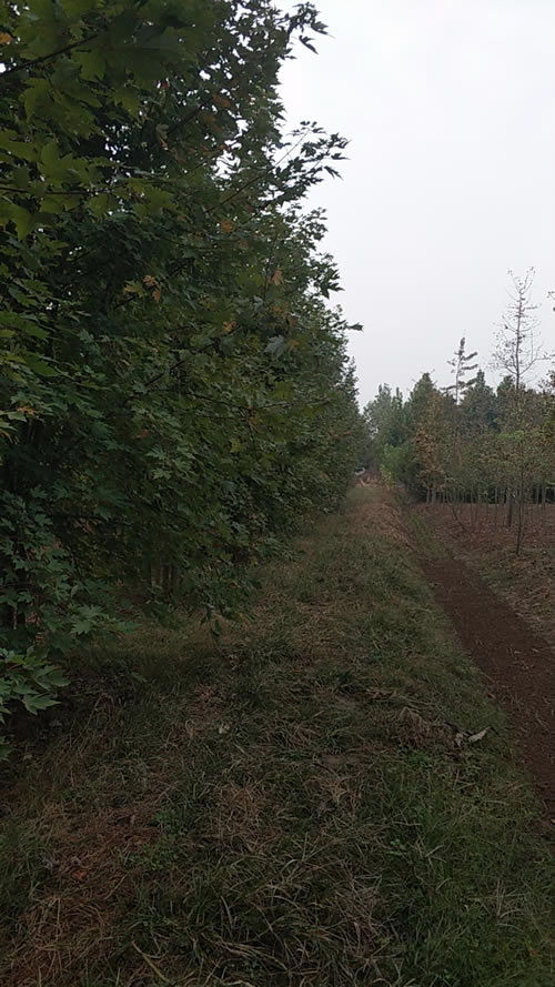 6公分國槐市場(chǎng)價(jià)格指南與旭堯苗木種植農(nóng)副產(chǎn)品銷售