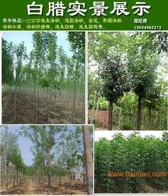 山東濟(jì)寧法桐價(jià)格與種植經(jīng)營指南 11公分與9公分法桐報(bào)價(jià)及供應(yīng)商信息