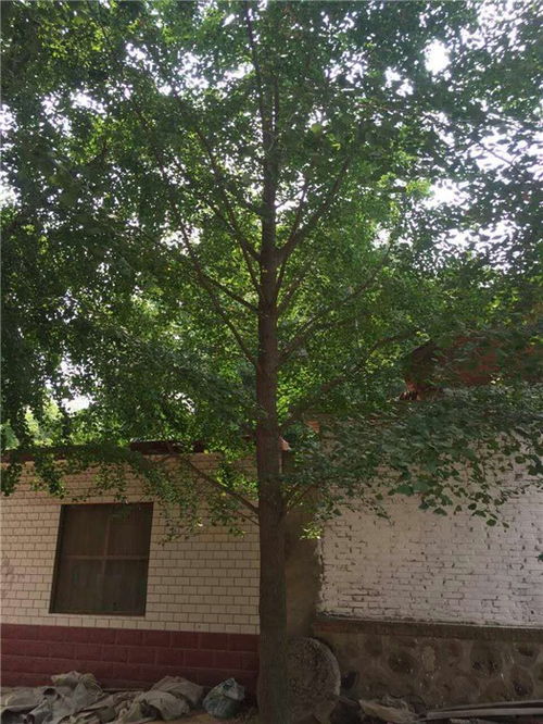 德正苗木基地 優(yōu)質(zhì)18公分銀杏樹的種植與經(jīng)營之道