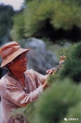 從接待過領(lǐng)導(dǎo)人的盆景園，看一個(gè)農(nóng)夫的產(chǎn)業(yè)生命旅程
