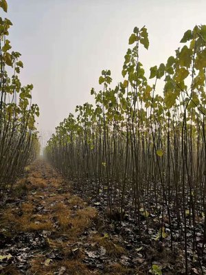 2020-2021年無絮楊樹苗市場報(bào)價(jià)分析與農(nóng)副產(chǎn)品銷售策略探討