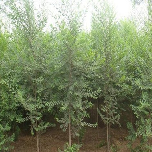 榆樹選購指南 知名品牌推薦與購買渠道全解析